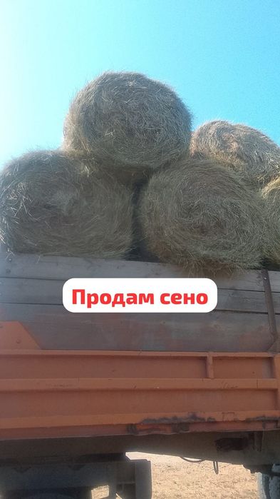 Продам сено луговой