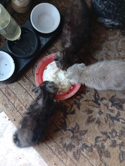Продаются котята шотландцы