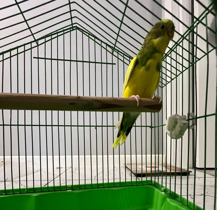 Продается волнистый попугай