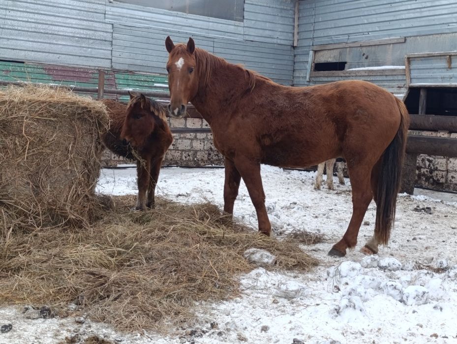 Продам обменяю жеребца