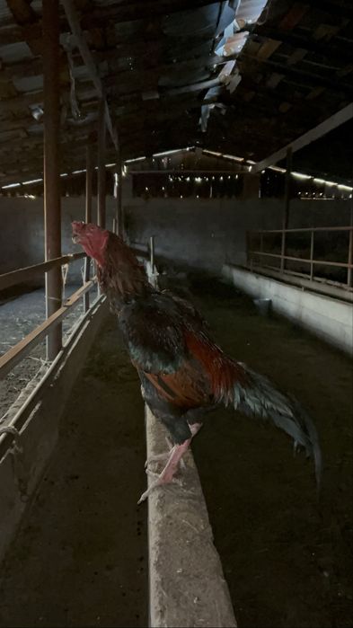 Дакан қораз тулек