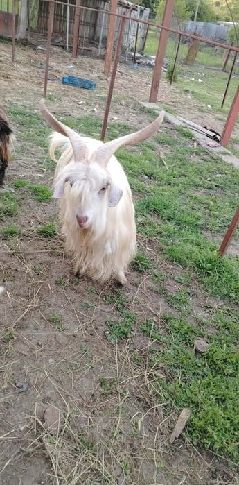 Vând țap  vârstă 2 ani