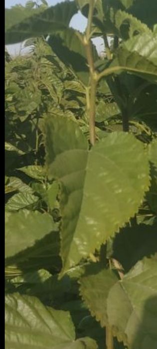 Tut kuchatlari sotiladi