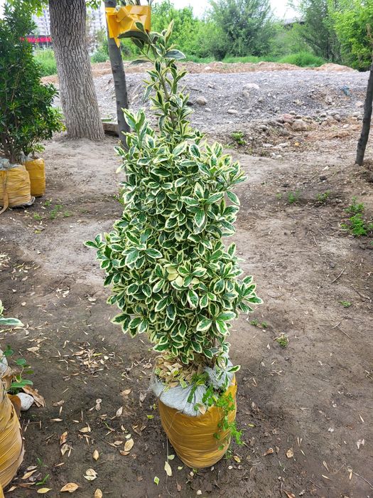 Берёза и разные декоративные растении