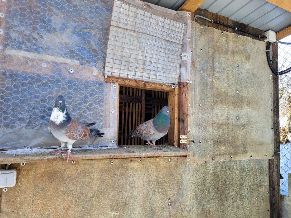 Vând porumbei Cauchois