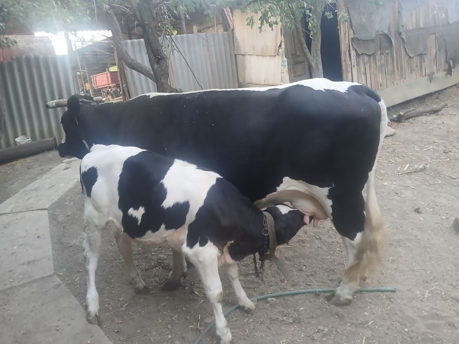 Vaca gestanta cu vitea de 4 luni