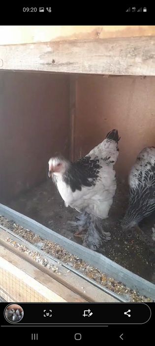 Svetli puh tomni pul jojalari sotladi