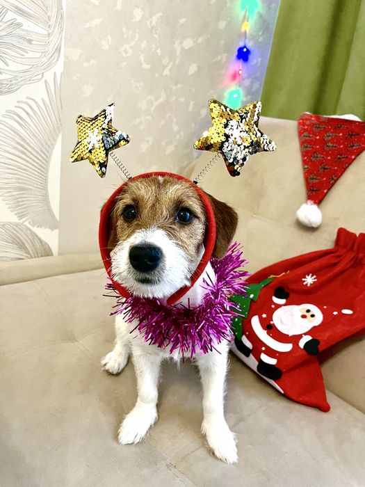 Щенок Джек Рассел-Терьер