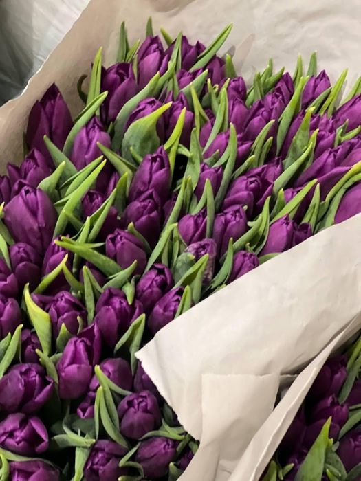 Тюльпаны предпродажа Рудный