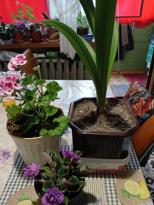 Цветя за дома 4 вида