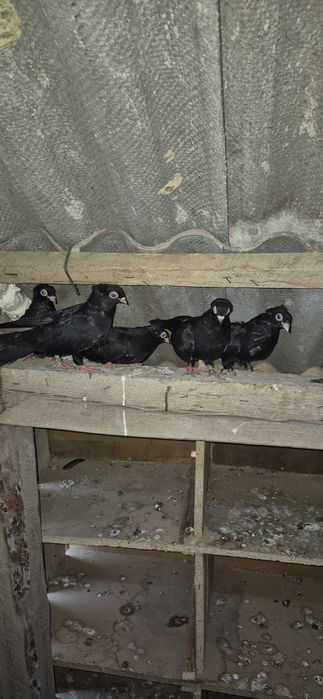 Porumbei (voiajori satineti pave rolleri galateni jucatori)