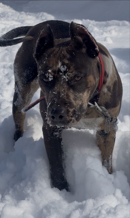 Америкалық Стаффордшир терьері