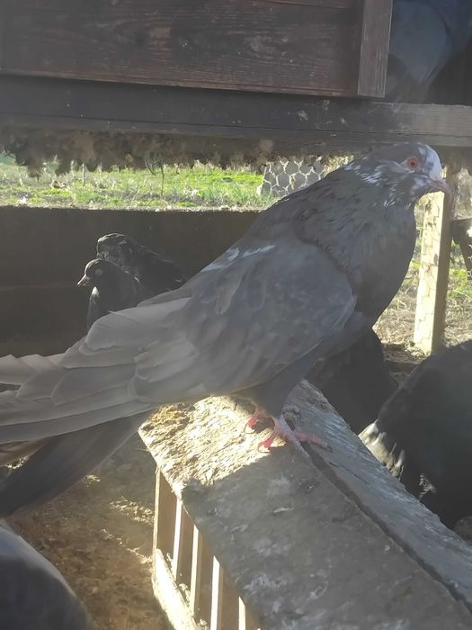 Старонемски гълъби