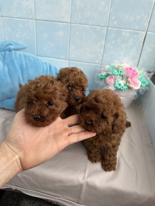 Poodle Toy/Пудел Той