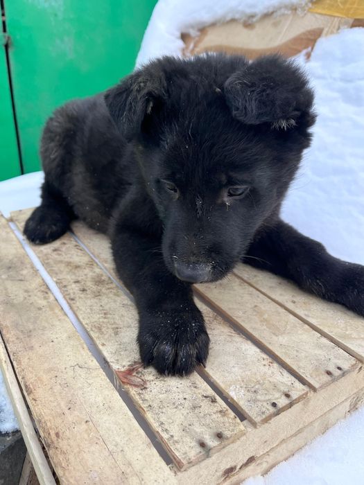 Продам щенят ВЕО