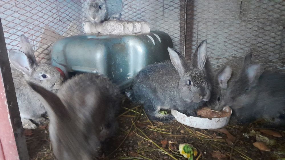 Продам крольчатов 10 штук