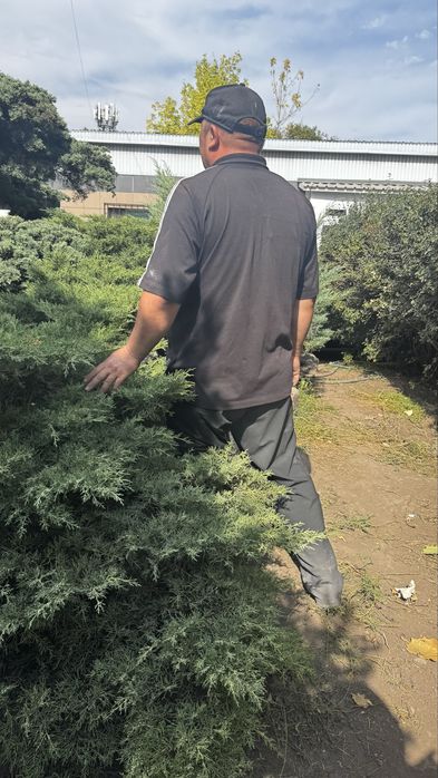 Продам туи, можживельник
