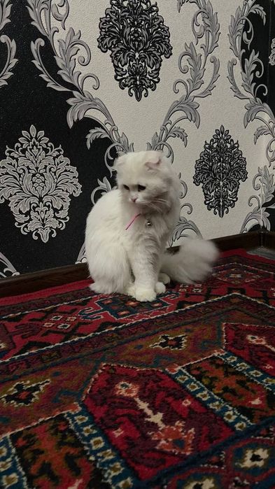 Britanskiy Mushuk Sotiladi