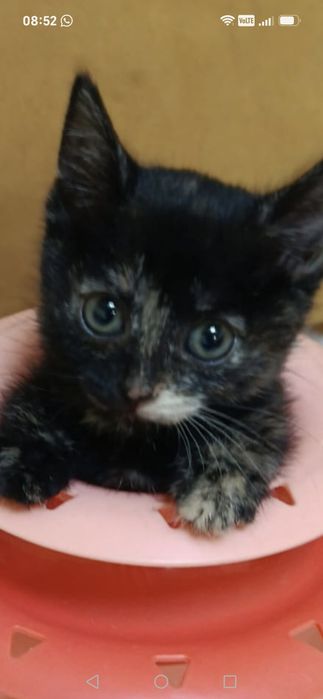Ищем дом для котят