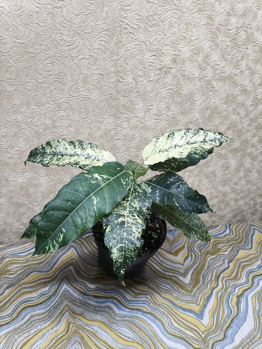 Фикусы разных сортов