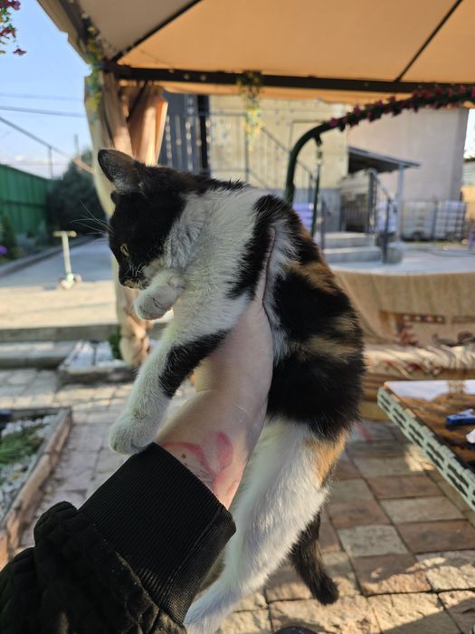 Трехцветная девочка ищет дом