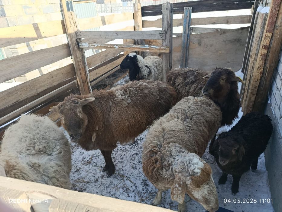 5 кой сатылады 1 реу козысымен