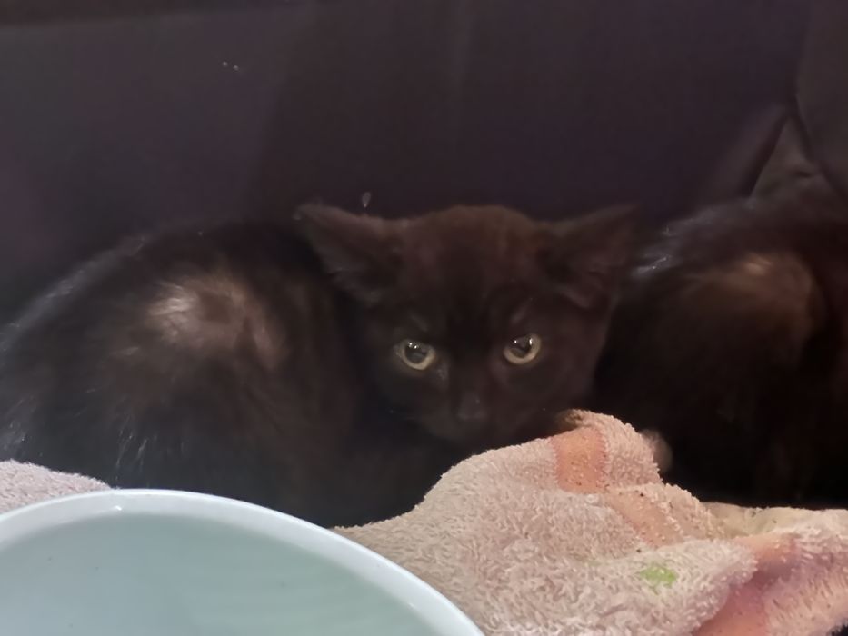 Котята Пираты в добрые руки!