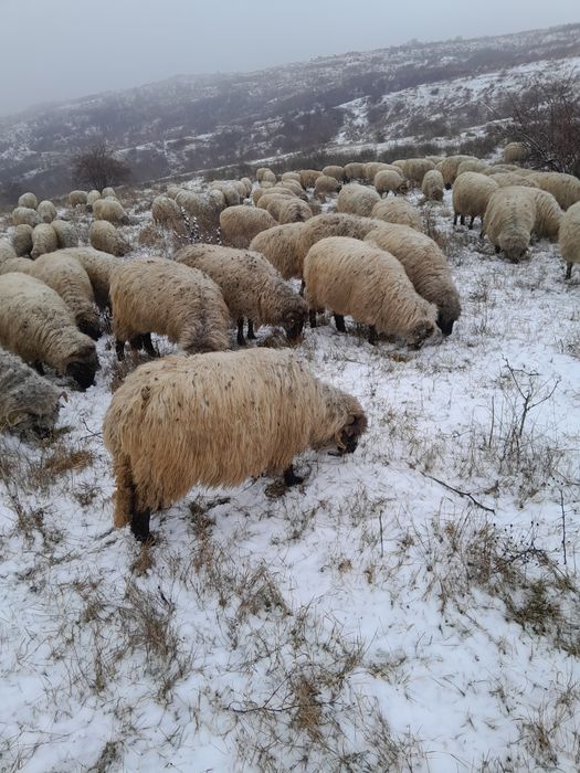 Vând oi bucălăi, tinere