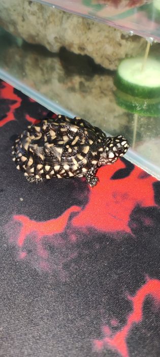 Черная прудовая черепаха (Geoclemys hamiltonii).