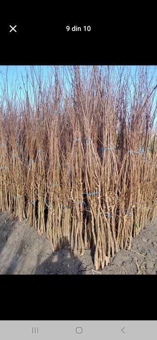 Vând Pomii Fructiferi Altoiți anul 3 de vegetație direct de la PRODUCĂ
