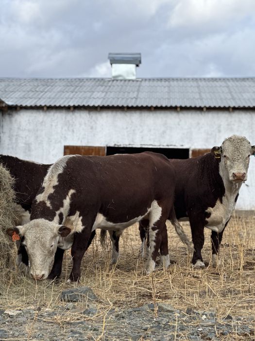 Ак бас,Продаже быки племменные