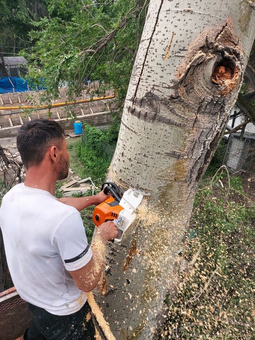 Спил деревьев,  обрезка, ағаш кесеміз, о