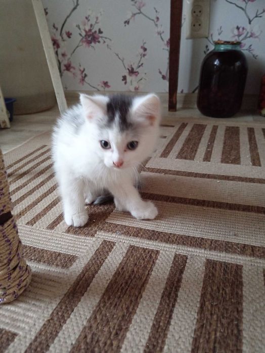 Котята ищут дом.