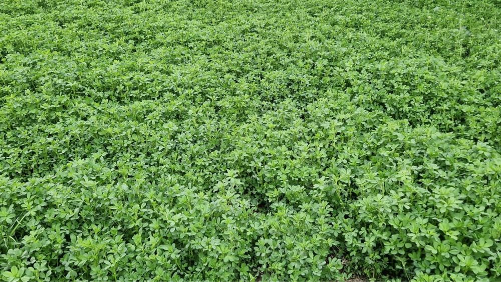 Суданка семена люцерна жонышка