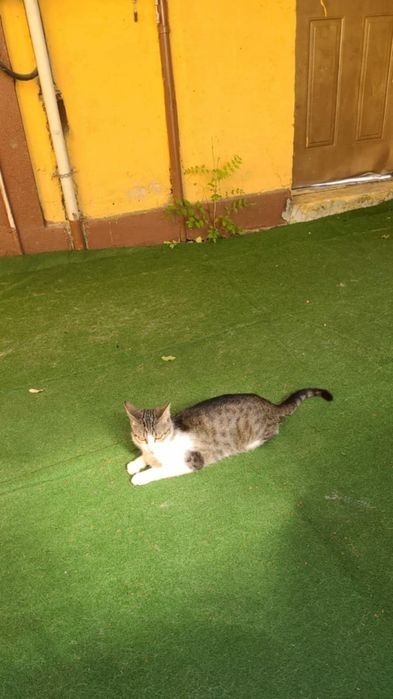 Garsonieră și curte Trivale (reducere)