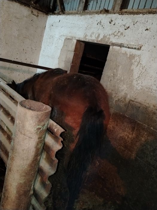 Жылкы лошадь семыз