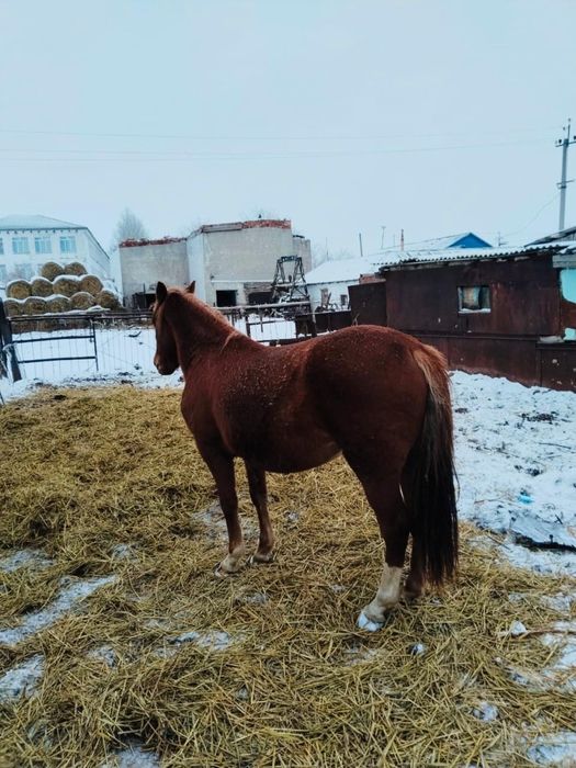 Ат 4жыл. Конь 4 летка