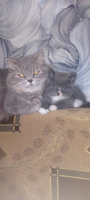 Продаются котята британчики.
