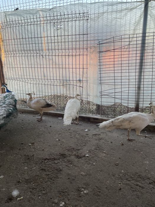 vând o pereche de păuni albi