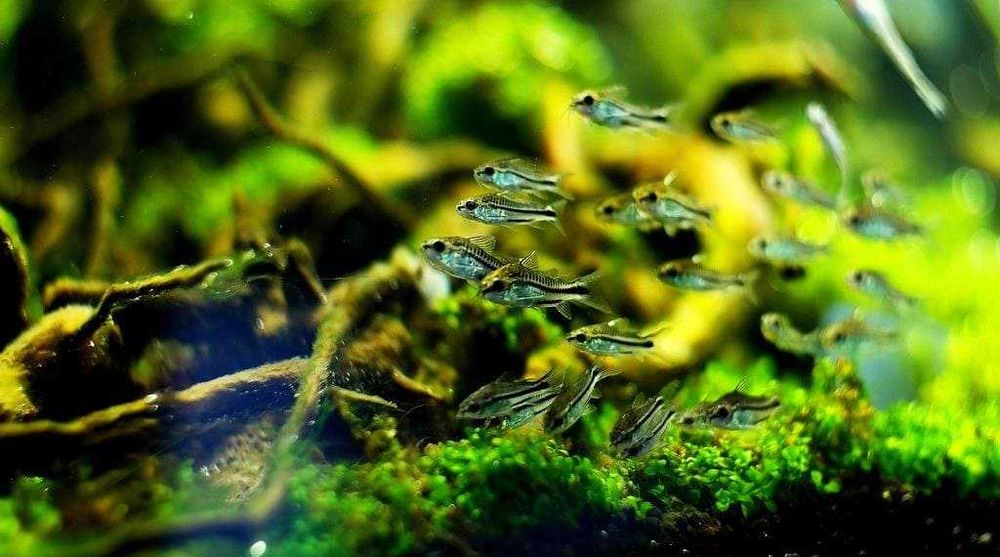 Веселый сомик, коридорас пигмей