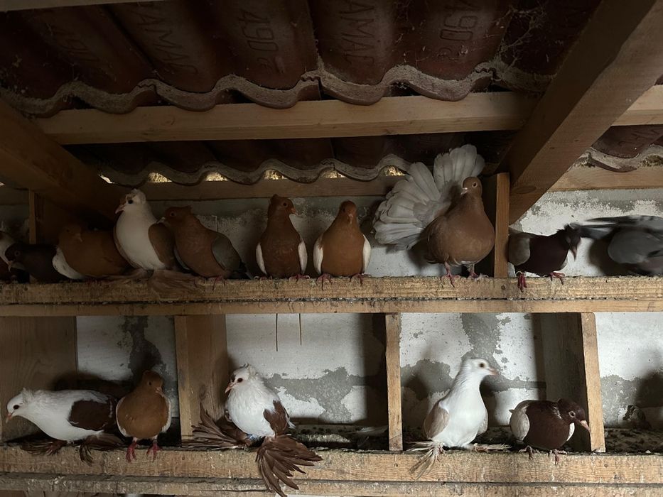 Vand porumbei de ornament