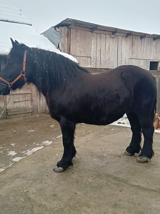 Iapa de vânzare de 5 ani