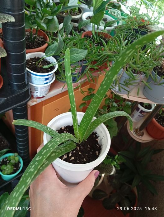 Продам комнатные растения