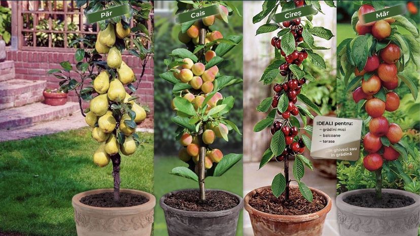 Pomi columnari diferite soiuri si fructe
