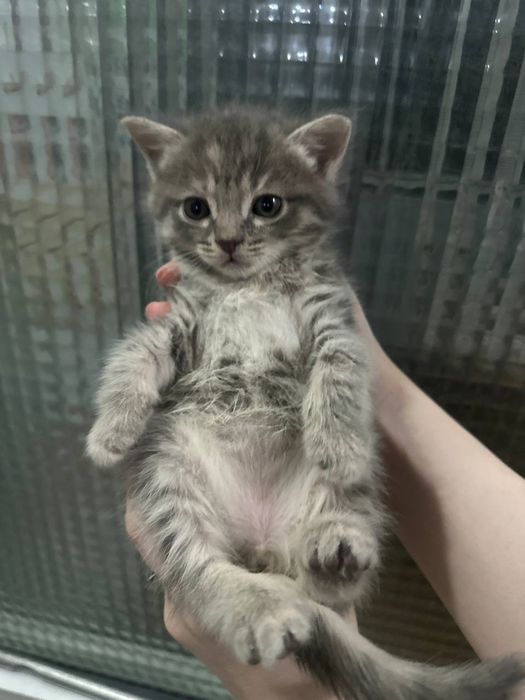 Отдам котят в добрые руки