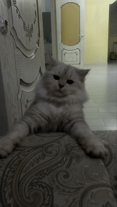 Қолға үйретілген мысық кошка