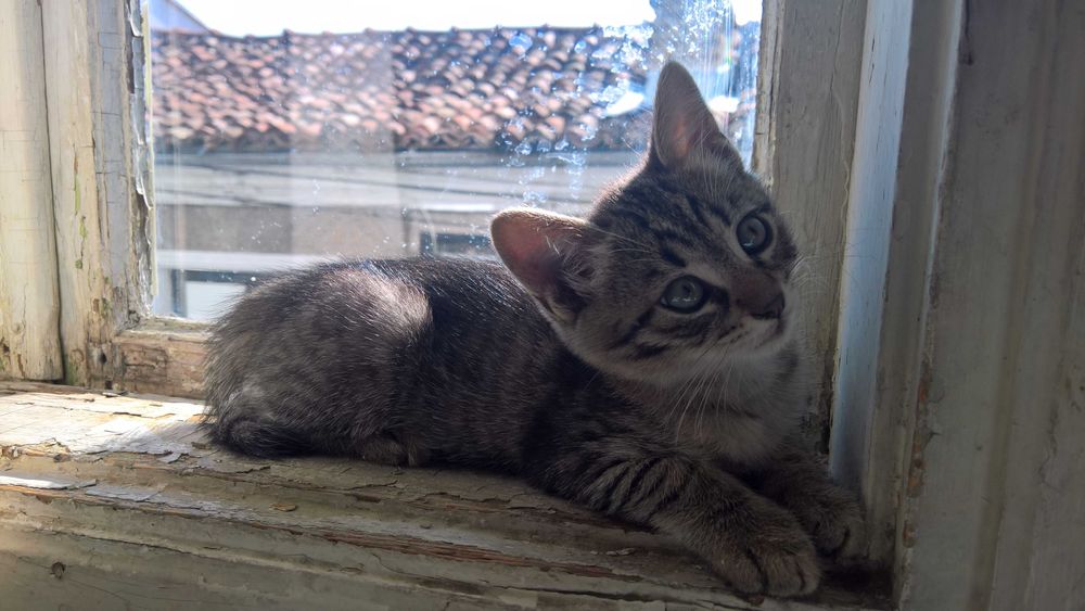 Мъничко тигърче търси своят добър стопанин !