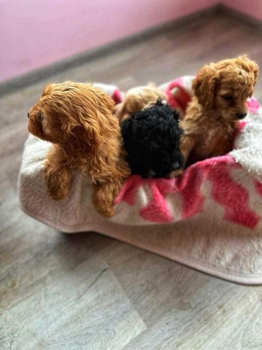 Кокершпаньолчета