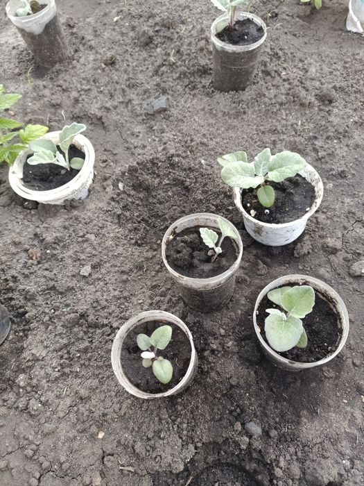 Продам рассаду цветов.