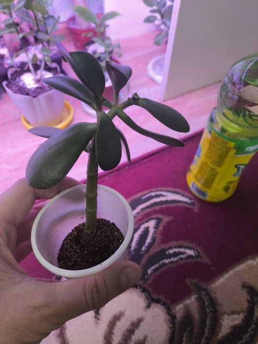 Денежное дерево красулла тостянка